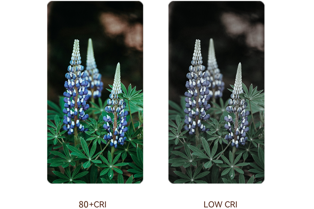 Exceptional Color Quality with High CRI >80