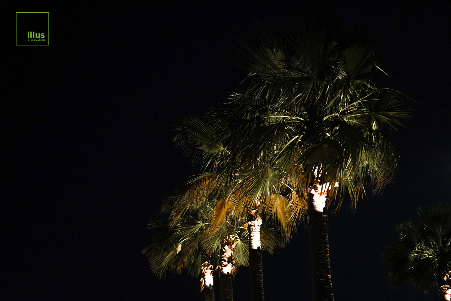 A-palm-tree-with-illus-Projector-Light